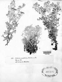 Cladonia rangiferina image